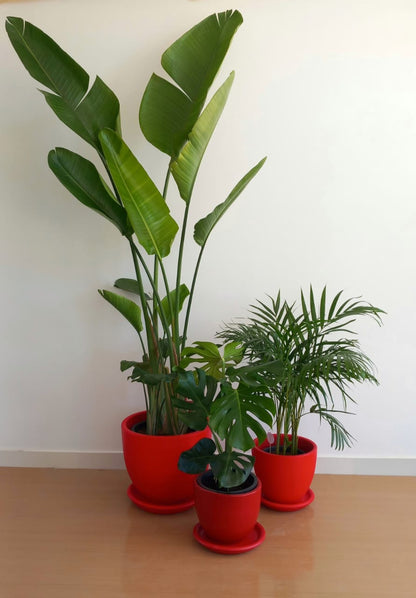 Large Medium Light Plant Trios - Black Plastic Pots