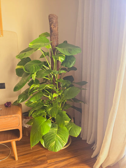 Pothos on a stick