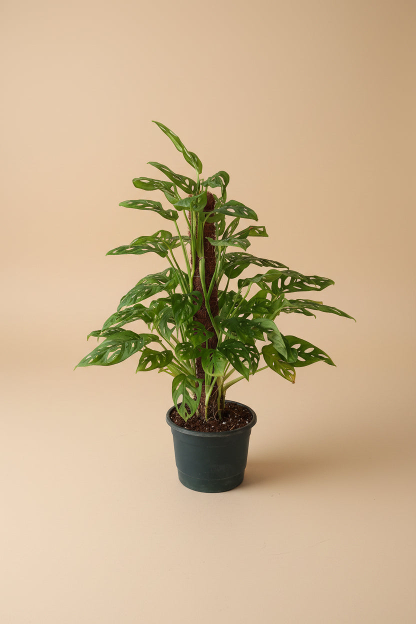monstera adansonii acheter Monstera Adansonii