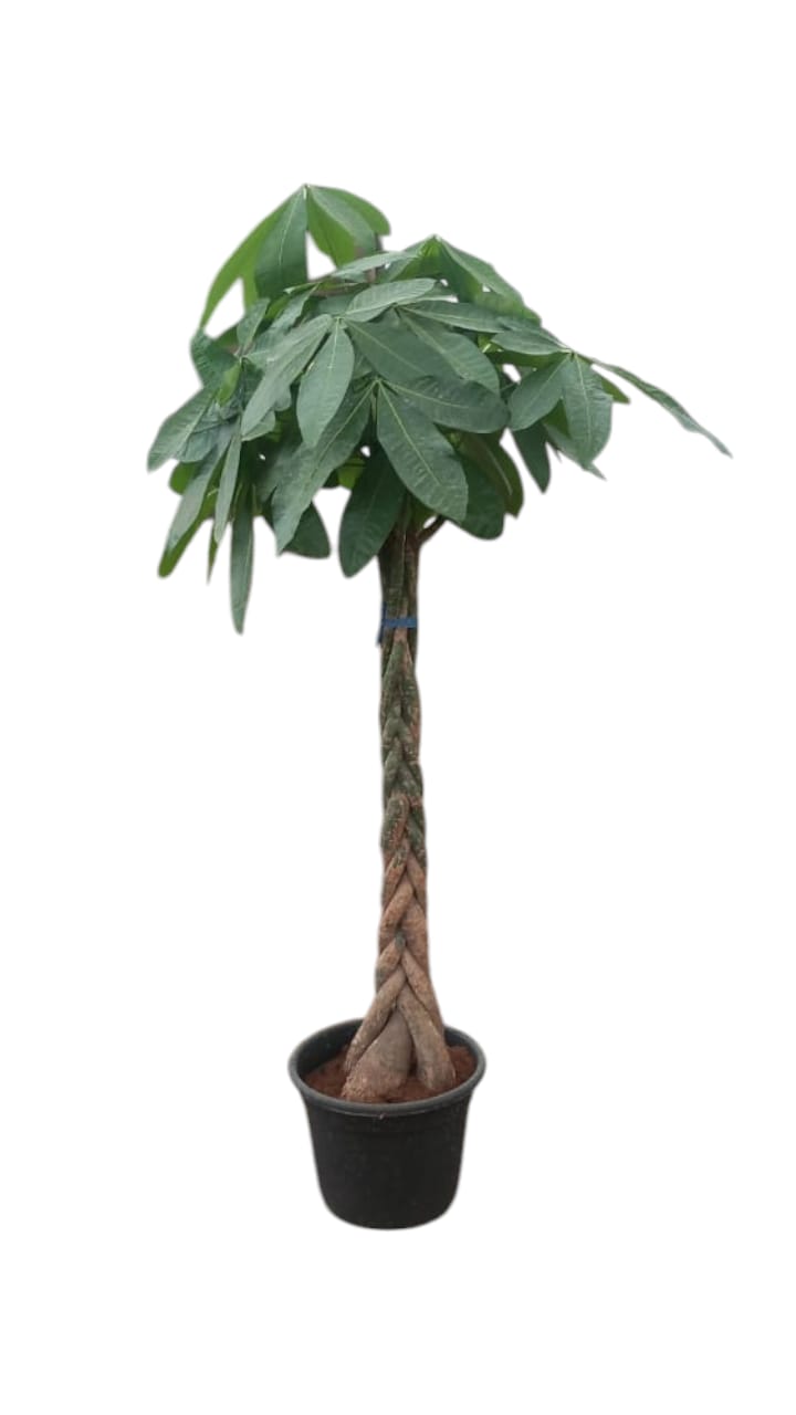 Money Tree