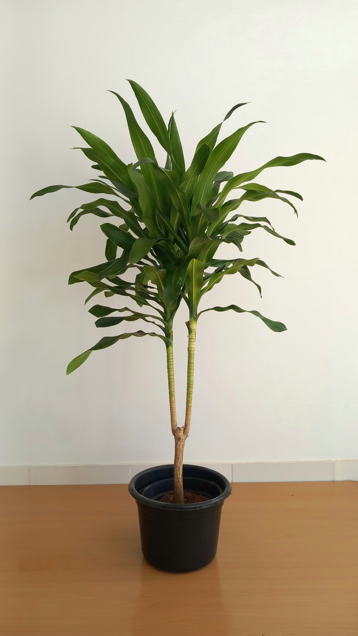 Dracena Corn