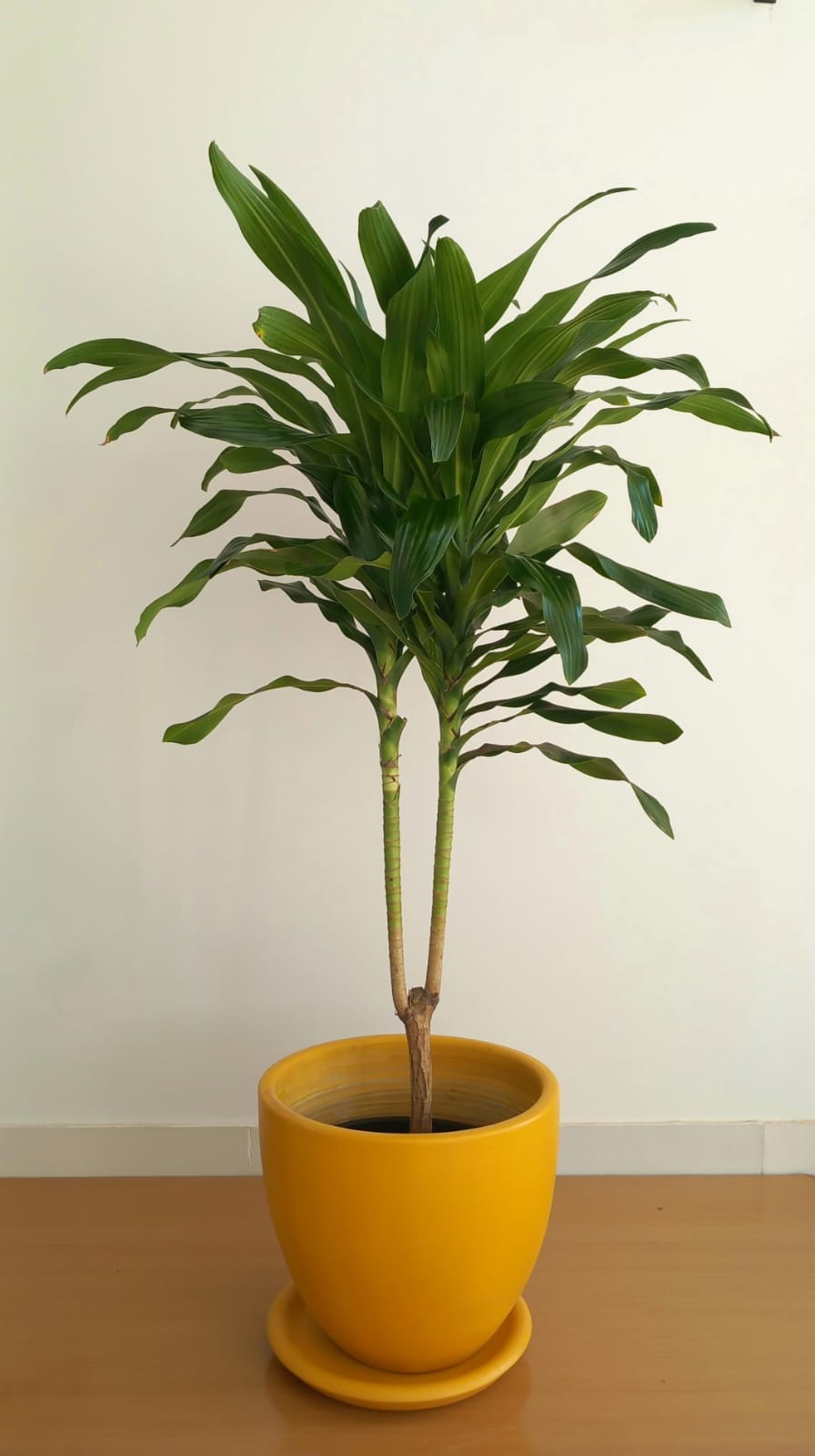 Dracena Corn