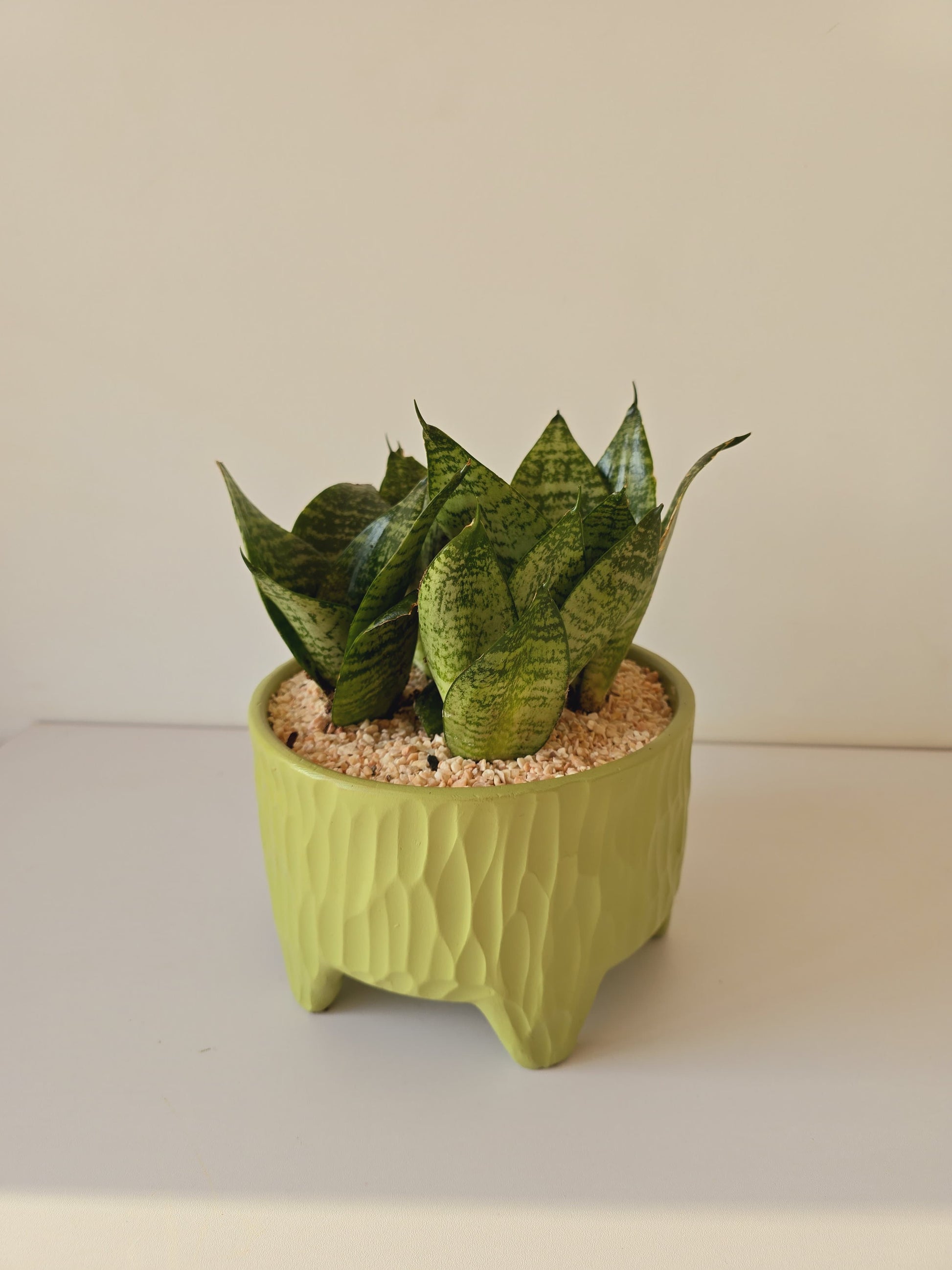 sansevieria small pot Snake Plant Small | Sansevieria Indoor Plant