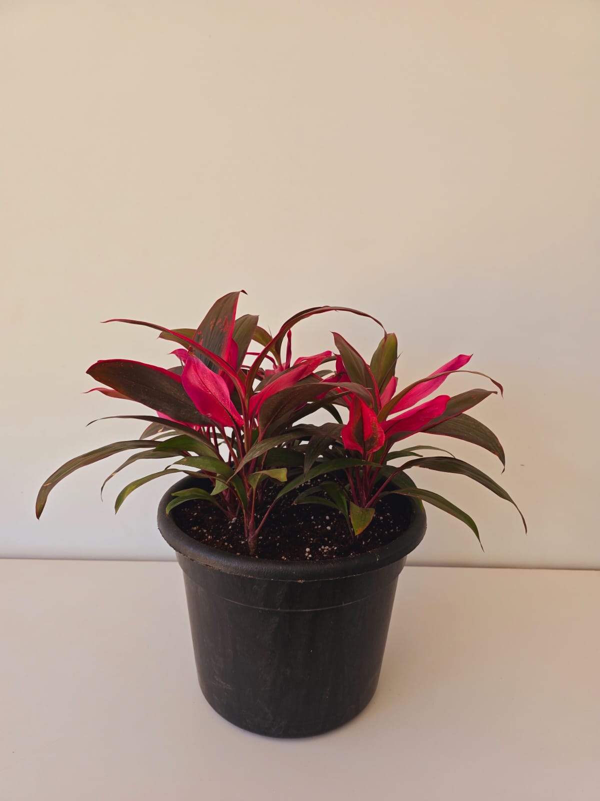 Cordyline