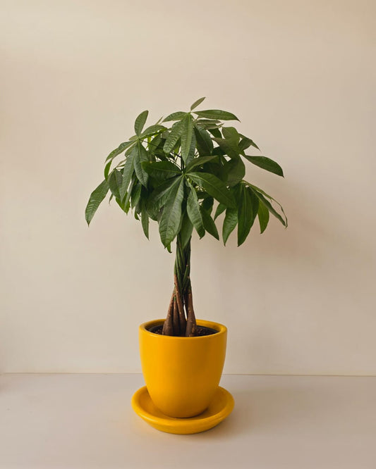 Money Tree - Medium