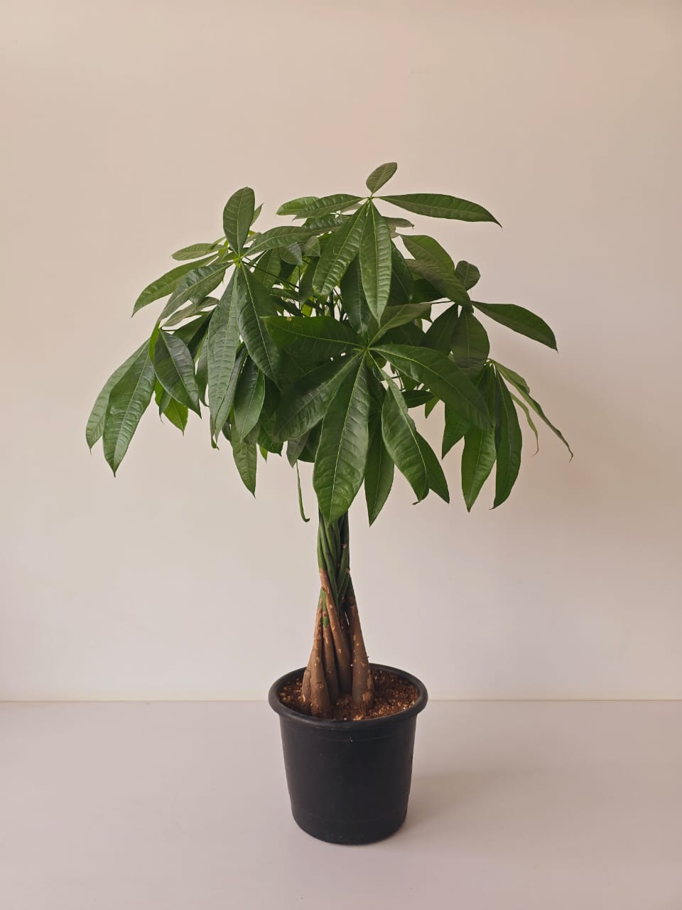 Money Tree - Medium