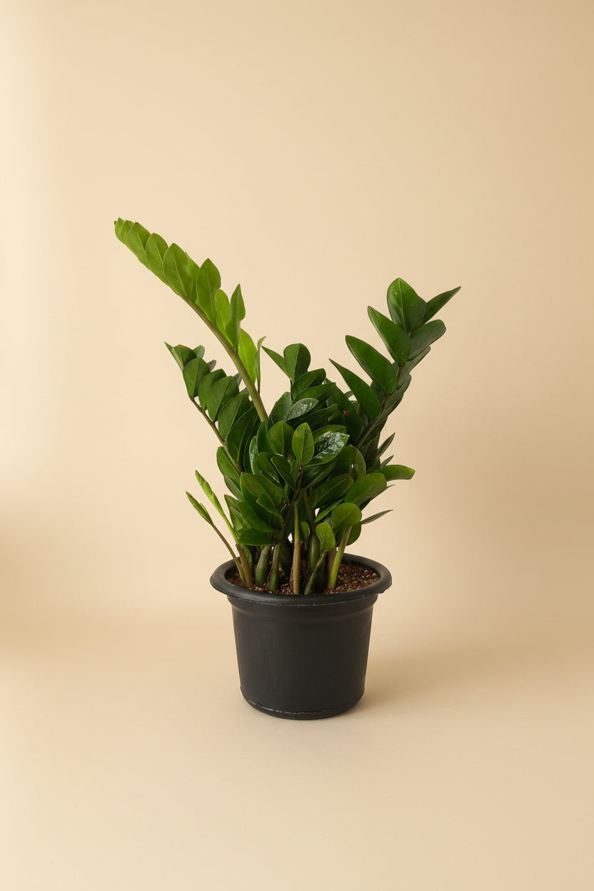 zamia indoor plant ZZ Plant | Zamioculcas Zamiifolia Indoor Plant