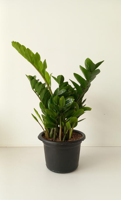 ZZ Plant