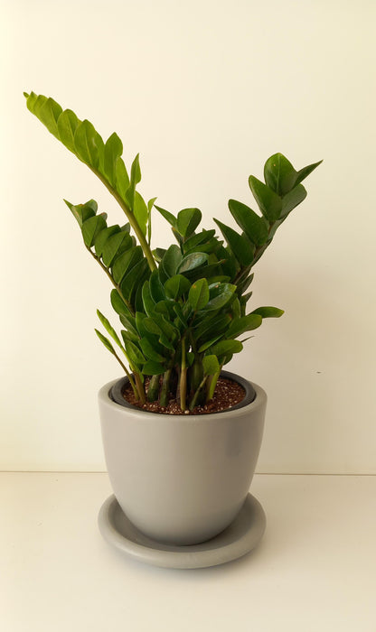 ZZ Plant