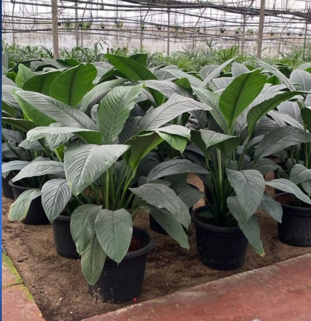 sensation plant indoor Spathiphyllum Sensation Peace Lily – Large Indoor Plant
