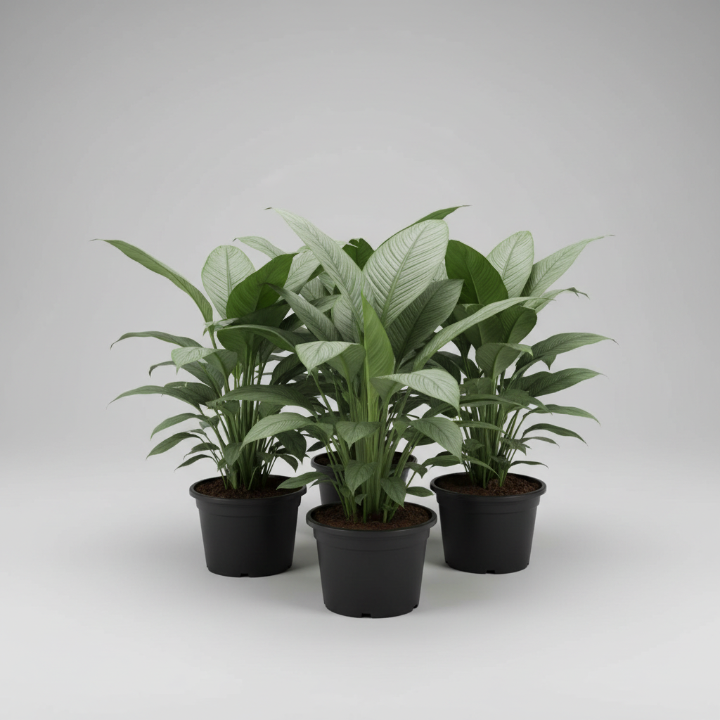 Sensation Peace Lily - Plantcultcairo