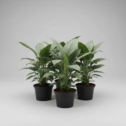 Sensation Peace Lily - Plantcultcairo
