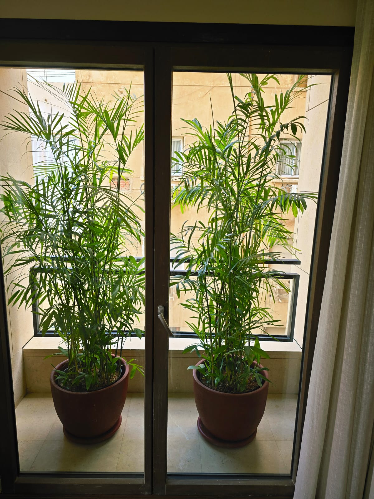 Chamaedorea Elegans