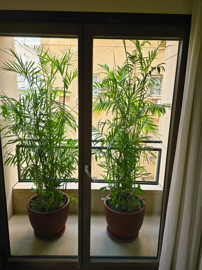 Chamaedorea Elegans