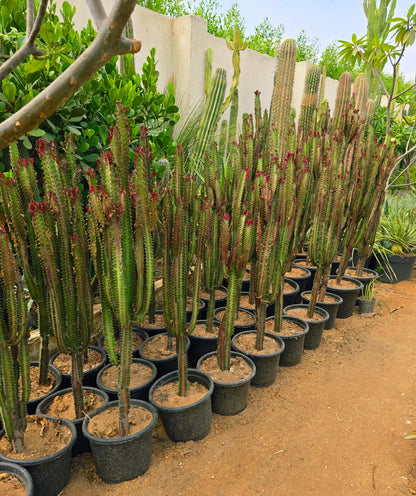 Euphorbia Trigona Rubra
