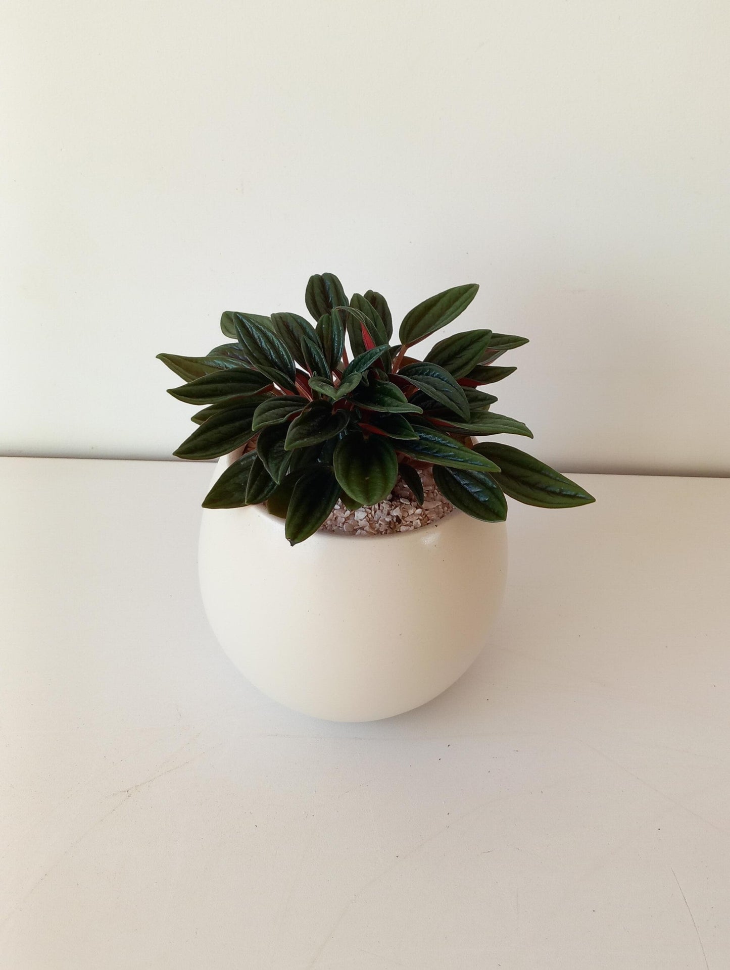 Peperomia Rosso