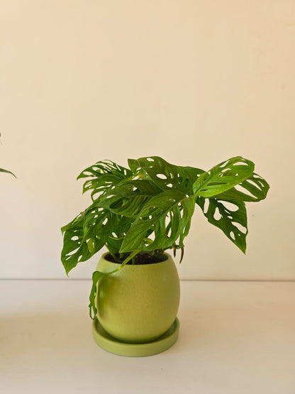 Round Planter 15cm & 20cm