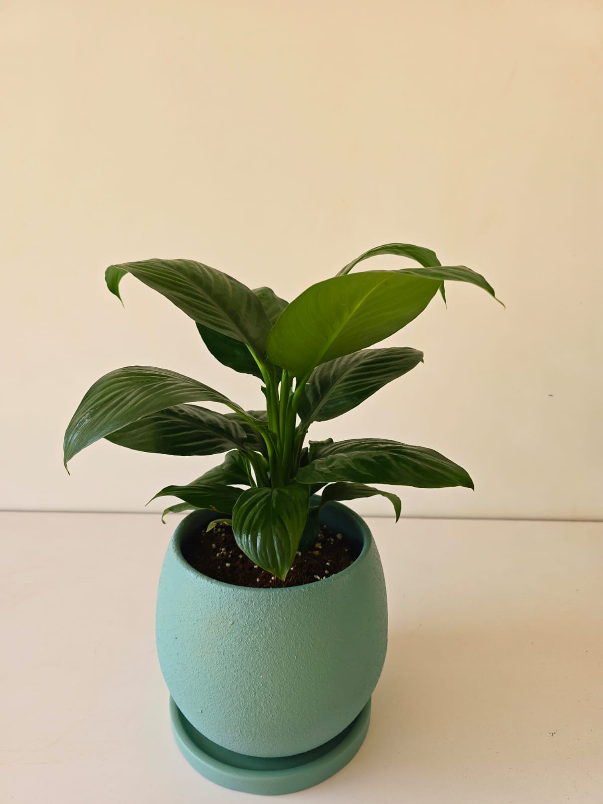 Round Planter 15cm & 20cm