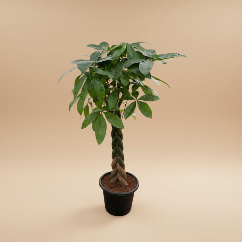 easy care money tree Money Tree - Large