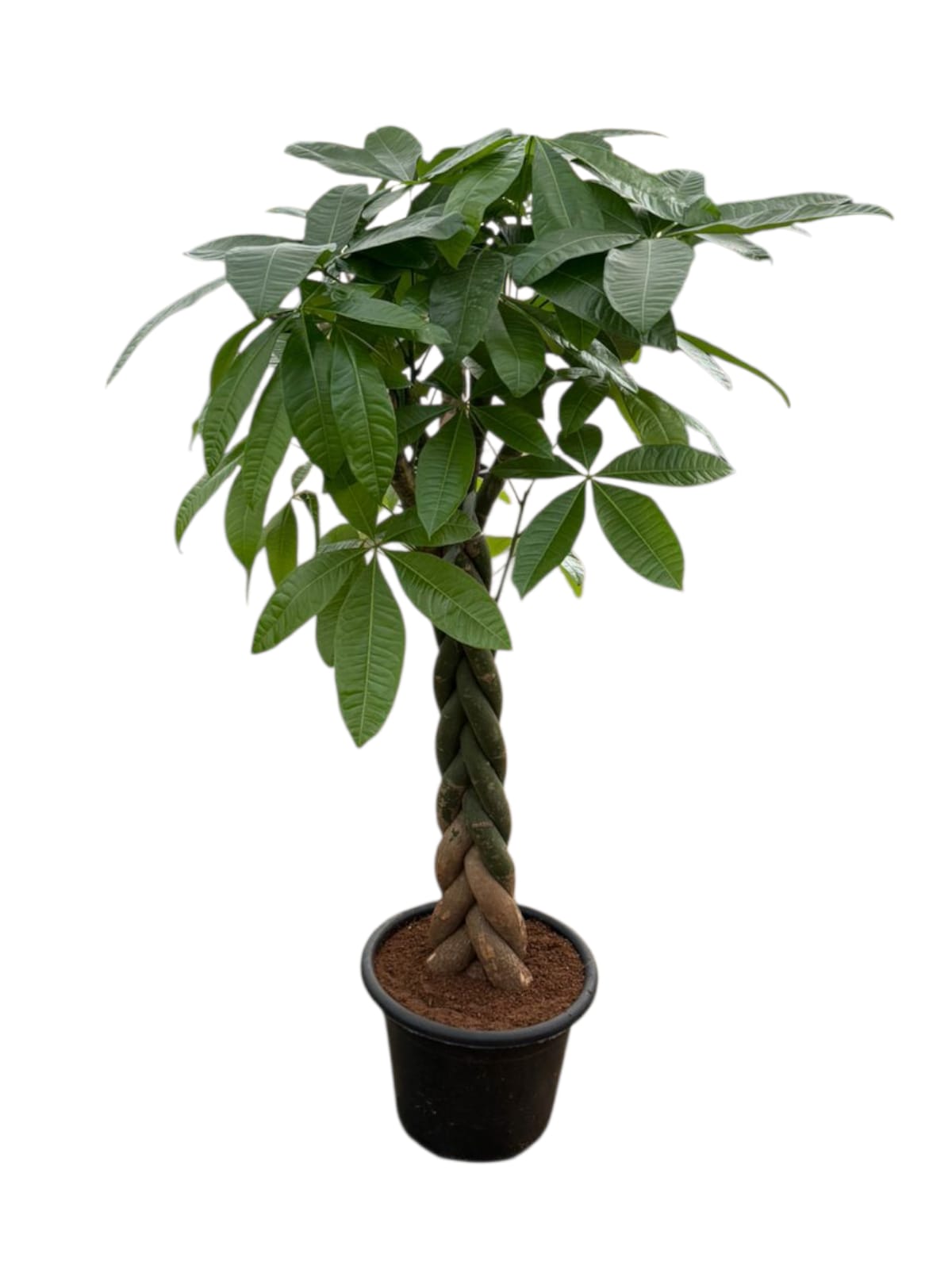 Money Tree - Large