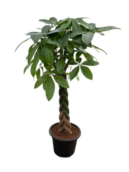 Money Tree - Large