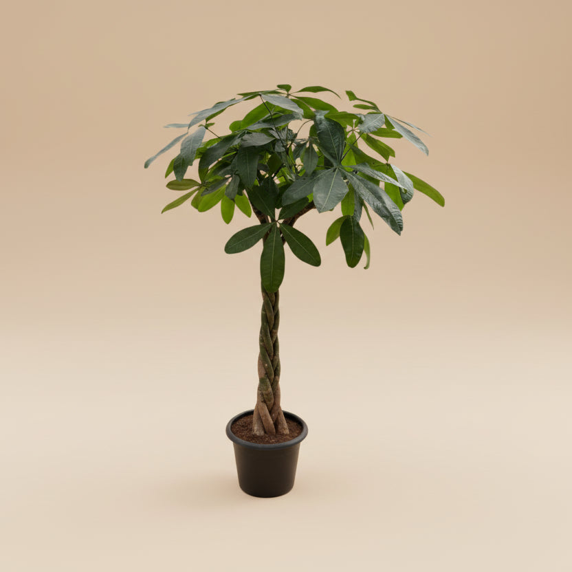 black money tree Money Tree - Easy Care Houseplant
