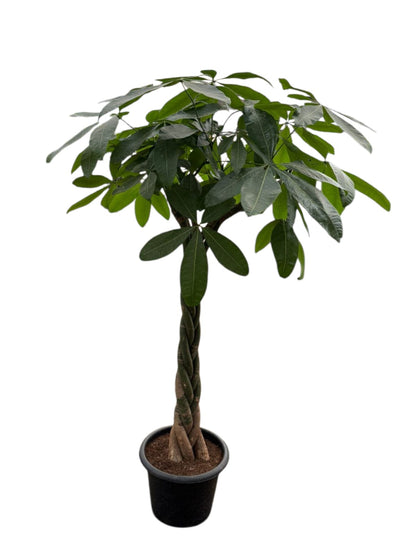 Money Tree - Large