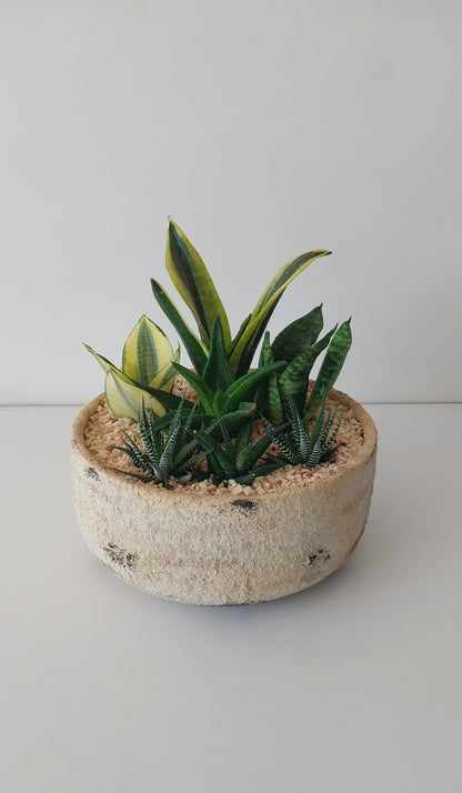 Potted Bowl Planter