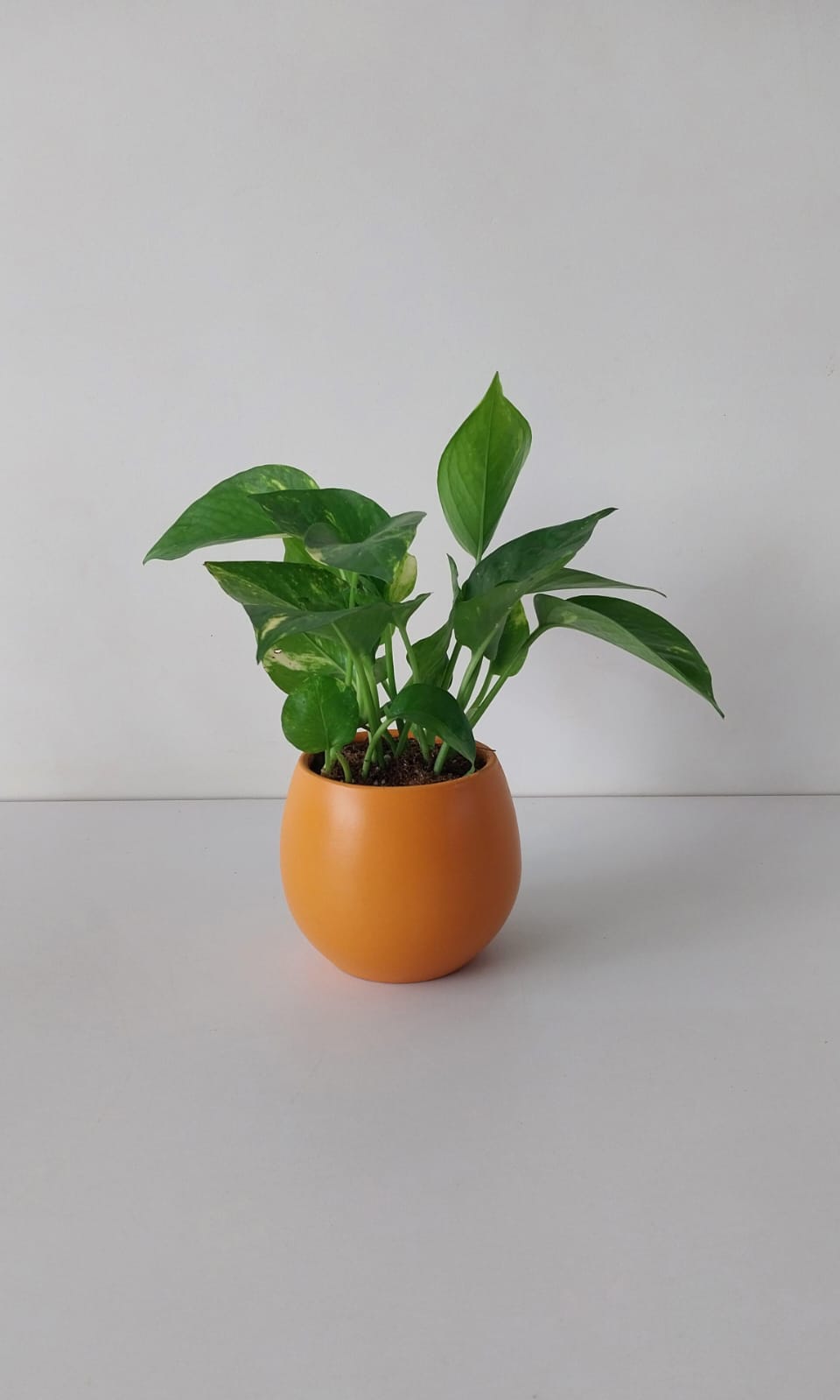 Pothos Hang - Plantcultcairo