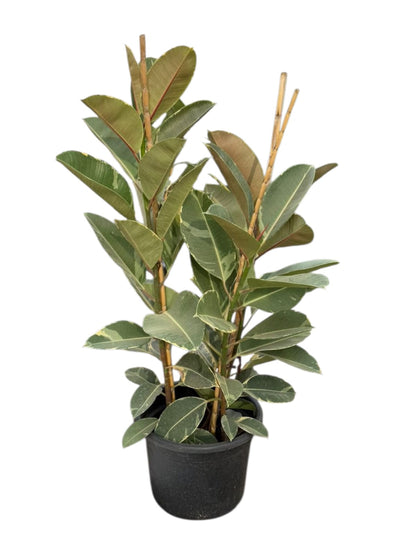 Ficus Elastica 'Tineke' - Plantcultcairo