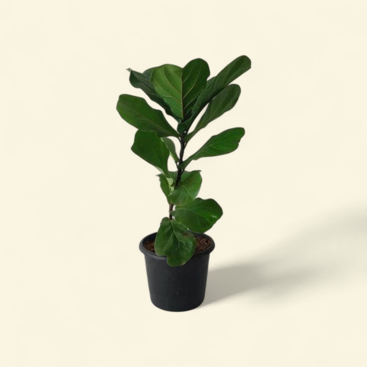 Fiddle leaf fig - Plantcultcairo