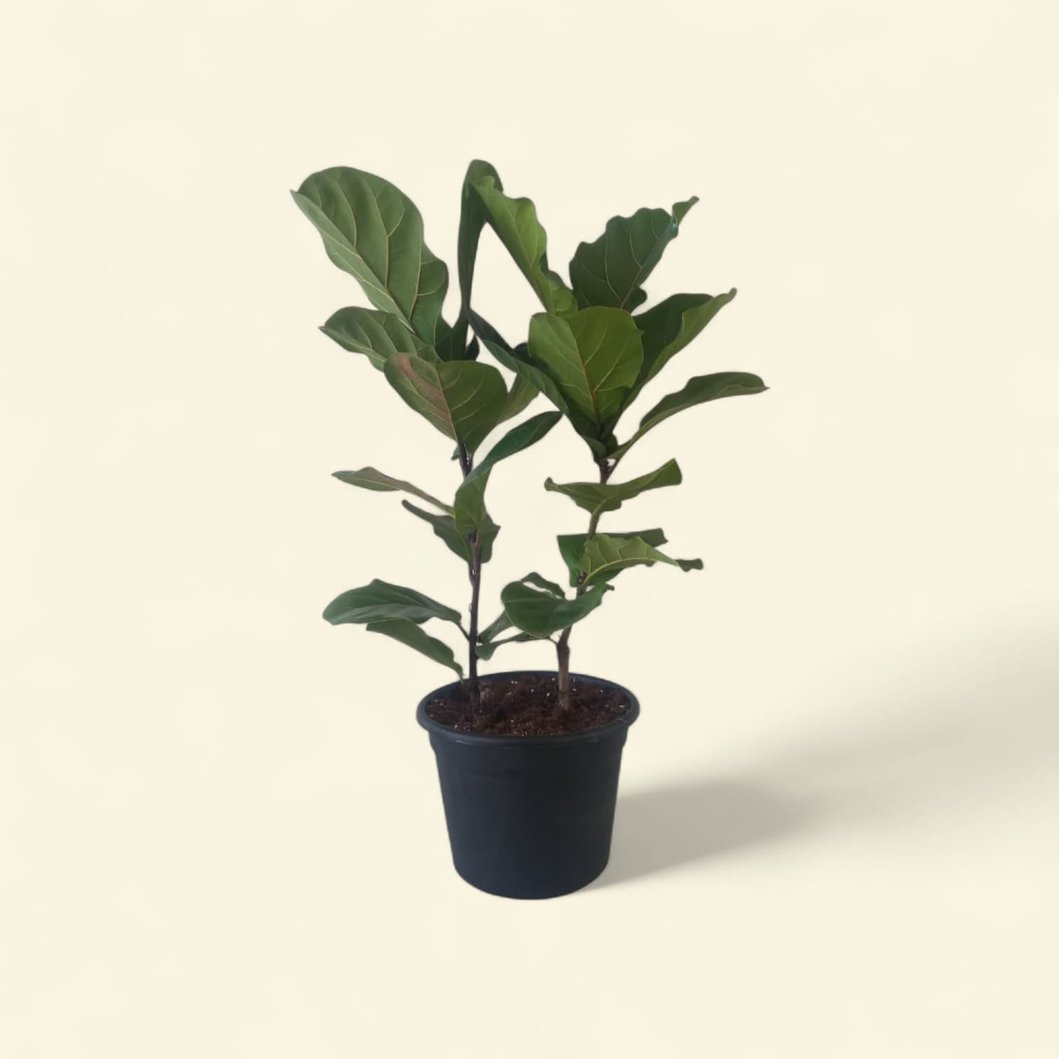 Fiddle leaf fig - Plantcultcairo