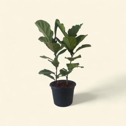 Fiddle leaf fig - Plantcultcairo