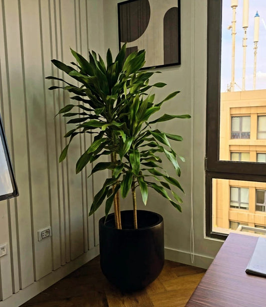 Draceana Corn - Plantcultcairo