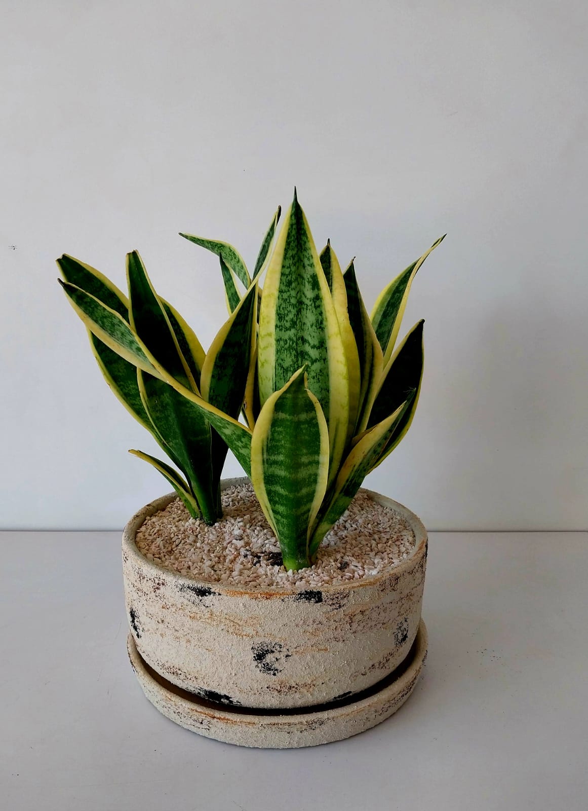 Potted Bowl Planter - Plantcultcairo