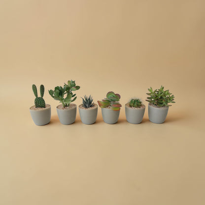 Budget Fancy Minis Bundles