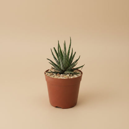 Haworthia Zebra - Plantcultcairo