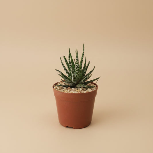 Haworthia Zebra - Plantcultcairo