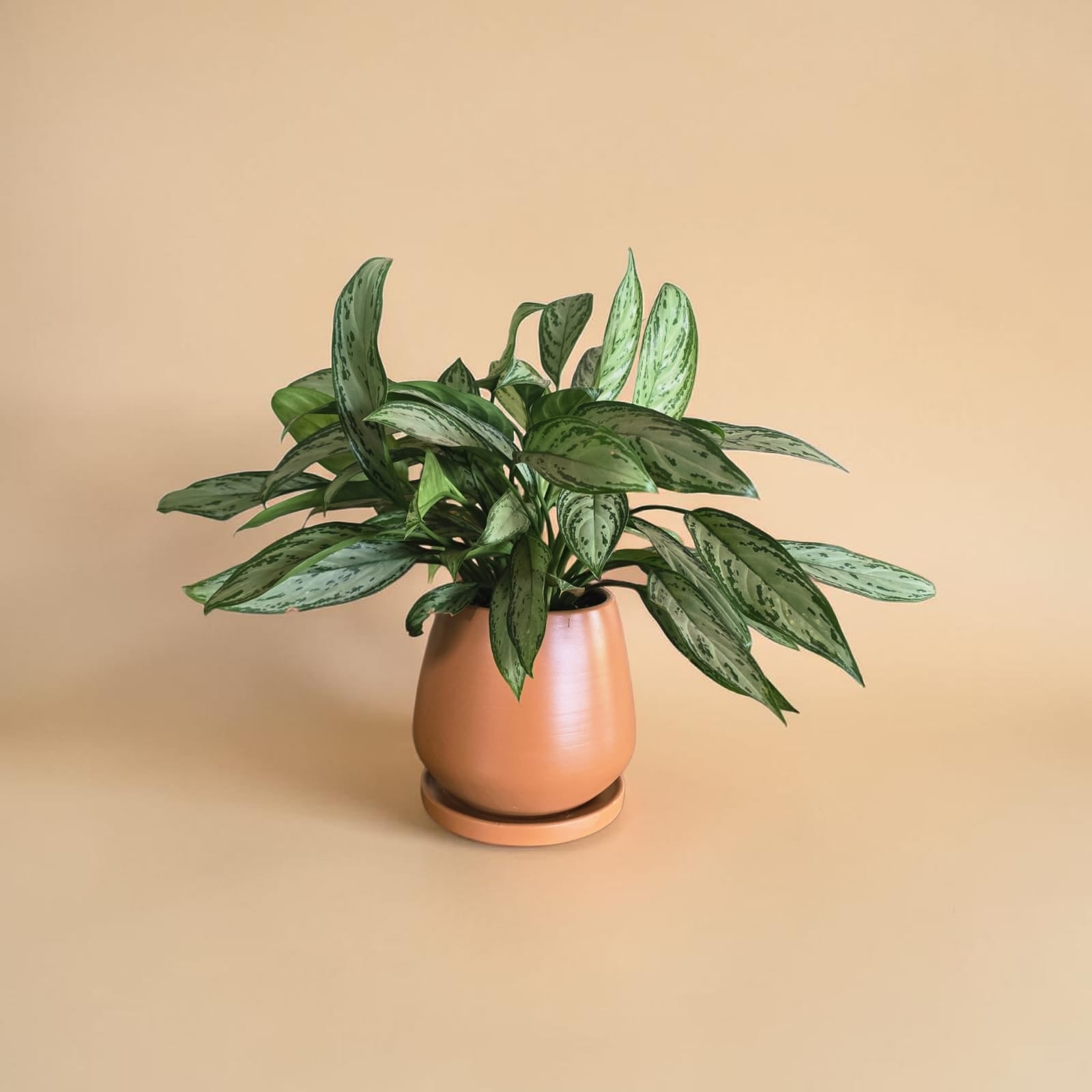 Chinese Evergreen - Plantcultcairo