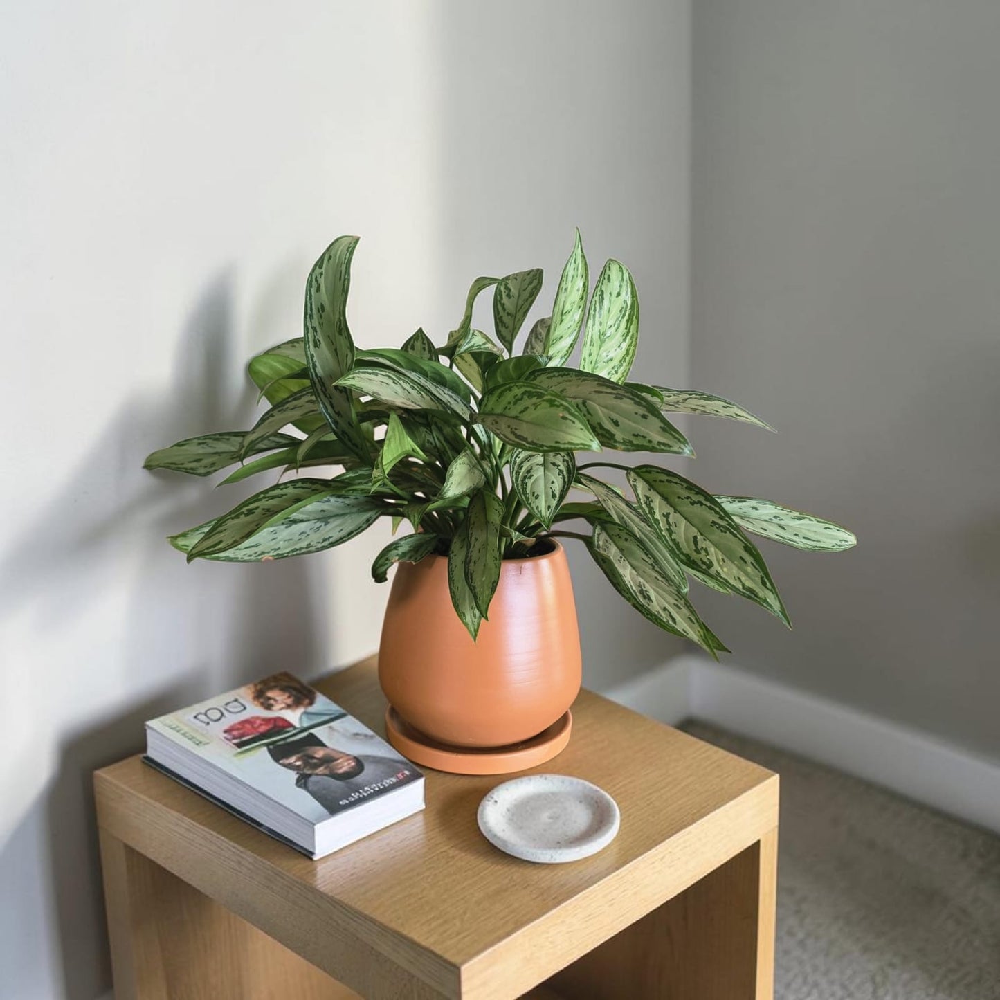 Chinese Evergreen - Plantcultcairo