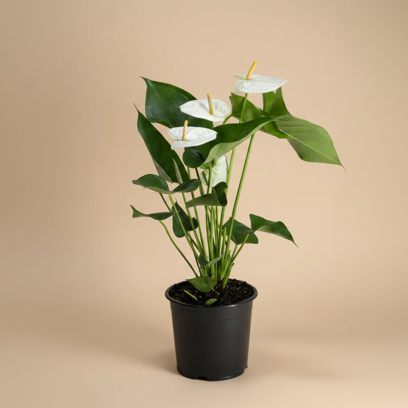 White Anthurium - Plantcultcairo