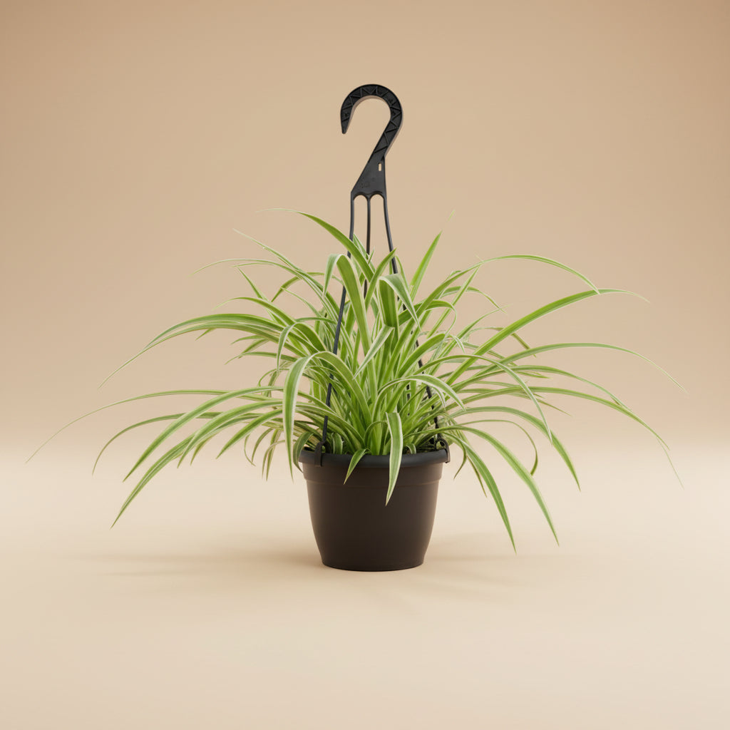 Spider Plant