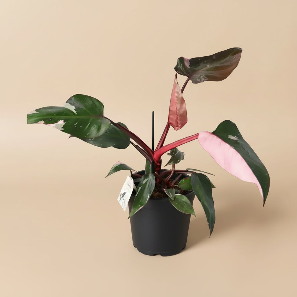 Philodendron Pink Princess - Plantcultcairo