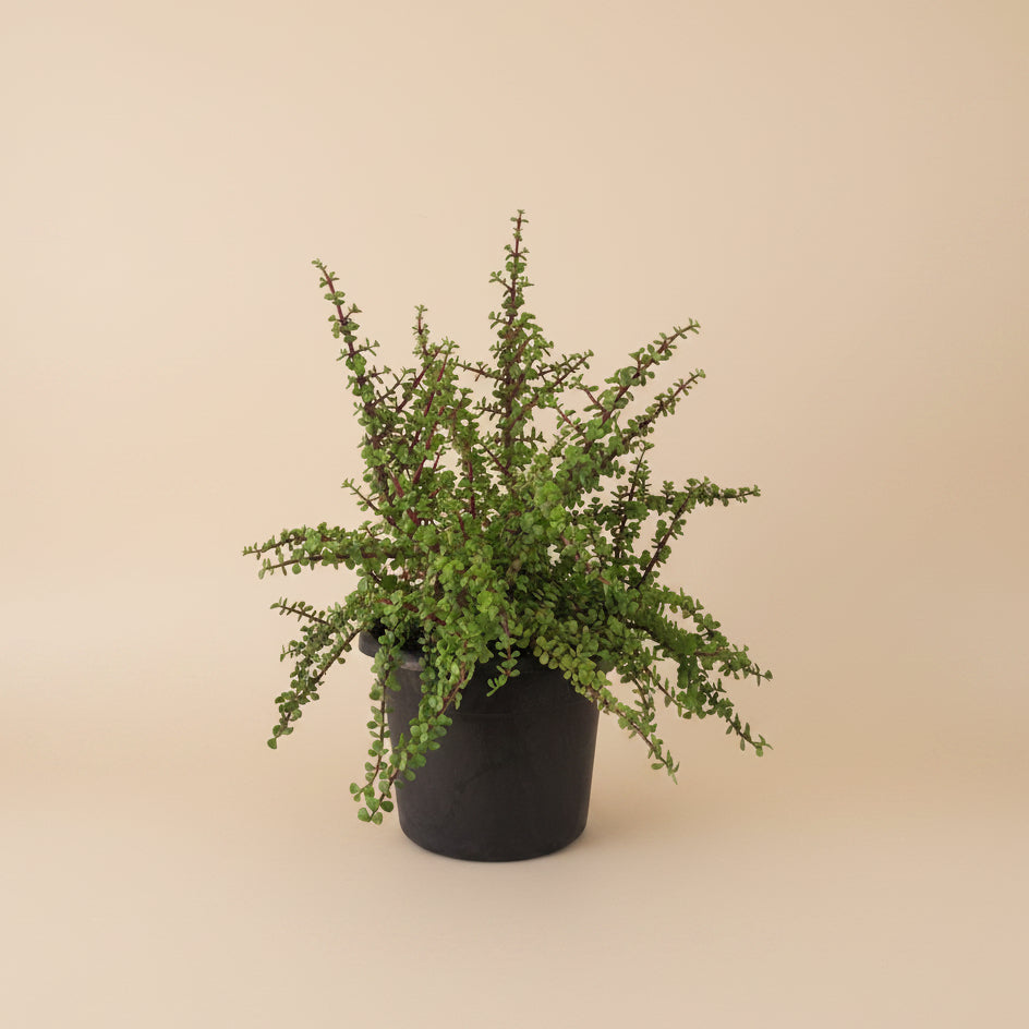 Elephant Bush - Plantcultcairo