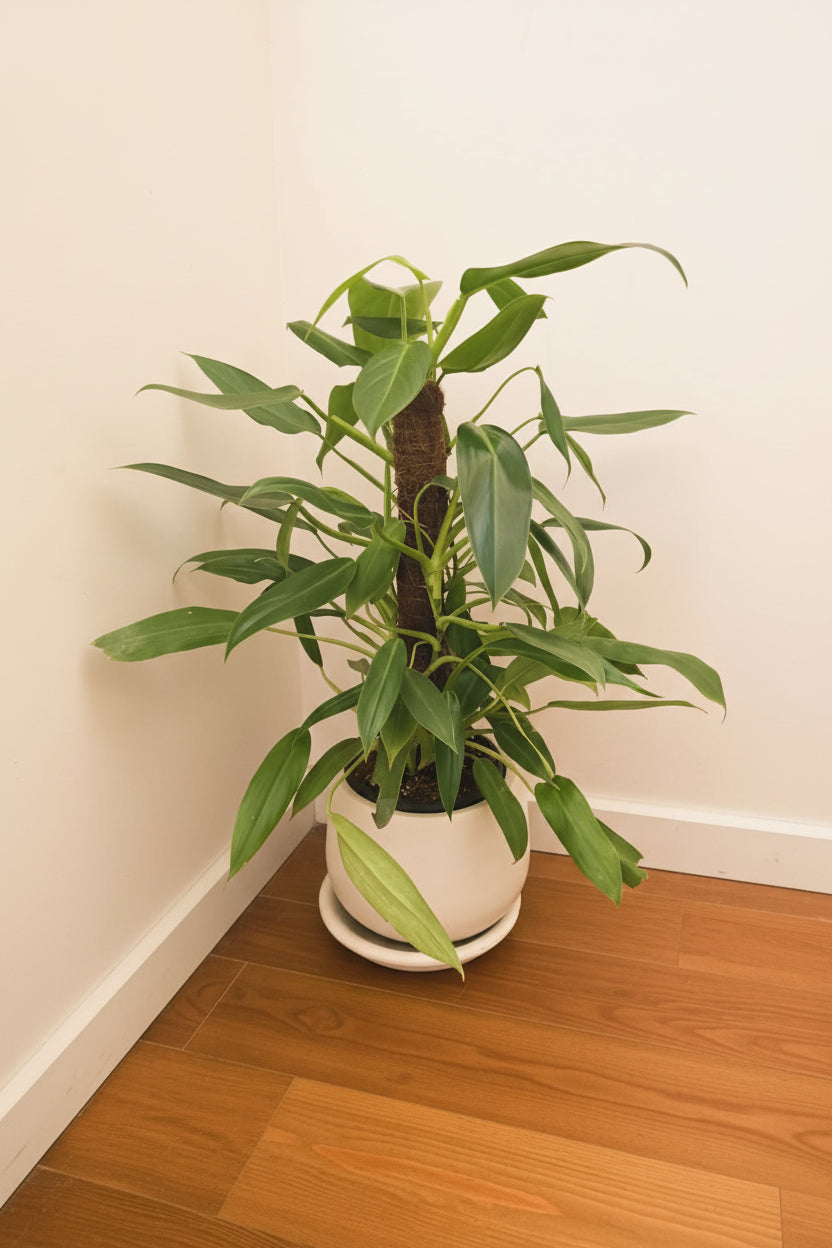 Philodendron Emerald Queen - Plantcultcairo