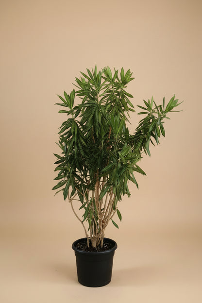 Draceana Jamaica