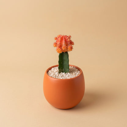Moon cactus, imported