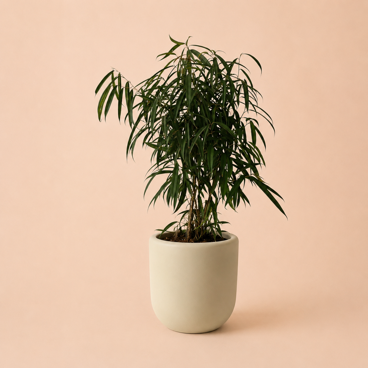 Ficus Amstel Queen Green - Plantcultcairo