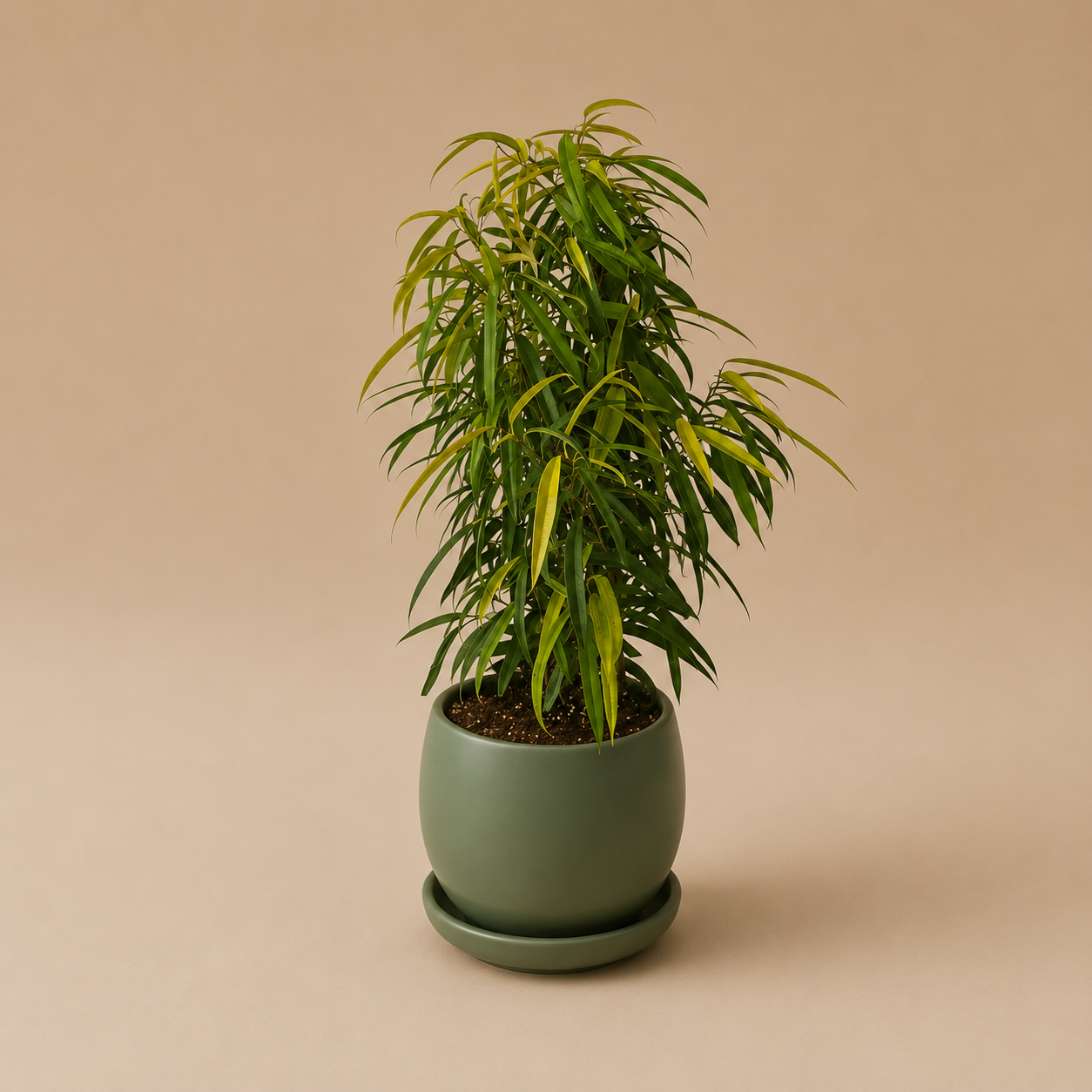 Ficus Amstel Queen Lemon - Plantcultcairo