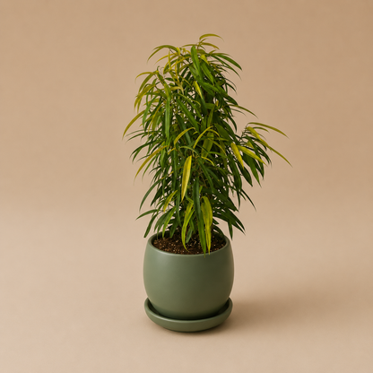 Ficus Amstel Queen Lemon - Plantcultcairo